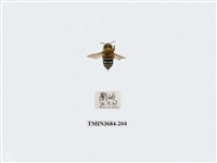 藏品(雙翅目)的圖片